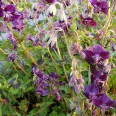 Geranium phaeum ‘Samobor’