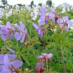 Geranium pratense