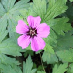 Geranium psilostemon