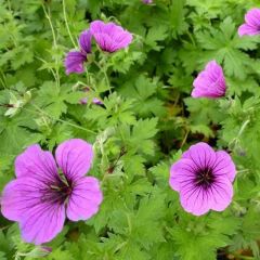 Geranium psilostemon ‘Bressingham Flair’