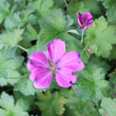 Geranium riversleaianum ‘Russell Prichard’