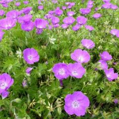 Geranium sanguineum