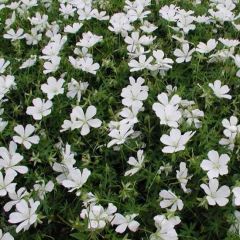 Geranium sanguineum ‘Album’