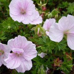 Geranium sanguineum ‘Apfelblüte’