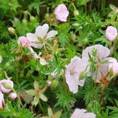 Geranium sanguineum ‘Compactum’