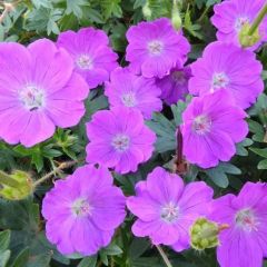 Geranium sanguineum ‘Max Frei’