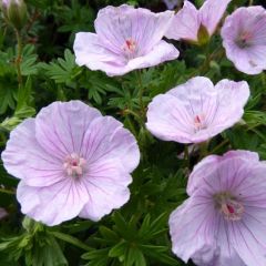 Geranium sanguineum 'Striatum'