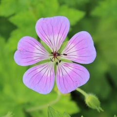 Geranium 'Sweet Heidy'®