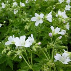 Geranium sylvaticum ‘Album’