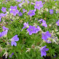 Geranium sylvaticum ‘Mayflower’