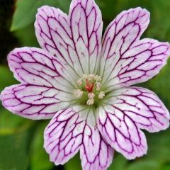 Geranium versicolor