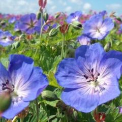 Geranium wall. 'Buxton's Variety'