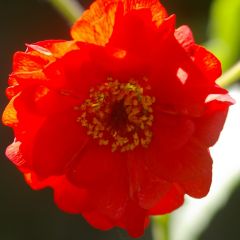 Geum chiloense ‘Mrs Bradshaw’