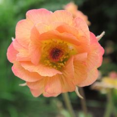 Geum 'Mai Taï'®