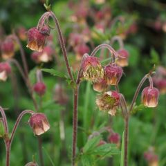 Geum rivale