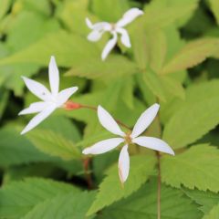 Gillenia trifoliata