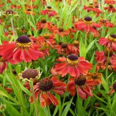 Helenium ‘Kupferzwerg’