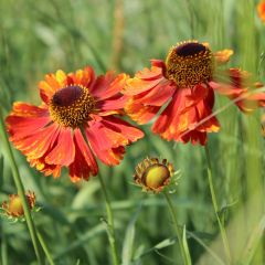 Helenium ‘Moerheim Beauty’