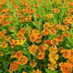 Helenium ‘Waltraut’