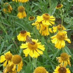 Helenium bigelovii ‘The Bishop’