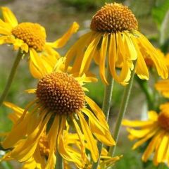 Helenium hoopesii