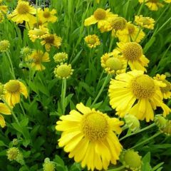 Helenium 'Pumilum Magnificum'