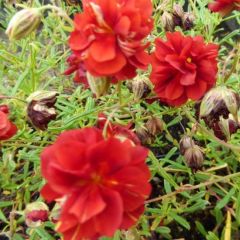 Helianthemum ‘Amabile Plenum’