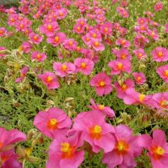 Helianthemum ‘Ben Hope’