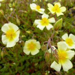 Helianthemum ‘Elfenbeinglanz’