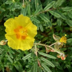 Helianthemum ‘Golden Queen’