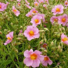 Helianthemum ‘Lawrenson’s Pink’