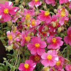 Helianthemum ‘Raspberry Ripple’