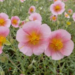 Helianthemum ‘Rhodante Carn.’ (= H. ‘Wisley Pink’)