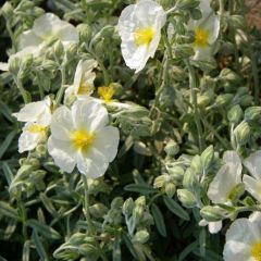 Helianthemum ‘The Bride’