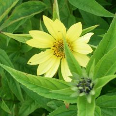 Helianthus ‘Lemon Queen’