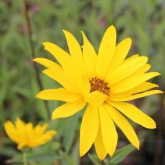 Helianthus atrorubens