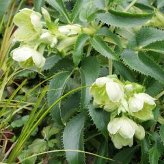 Helleborus argutifolius