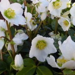 Helleborus nigercors 'Emma'®