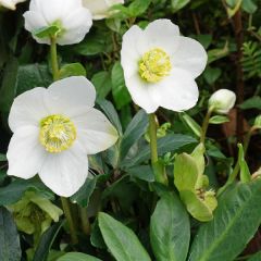 Helleborus niger