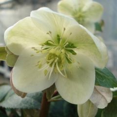 Helleborus nigercors 'Magic Leaves'®