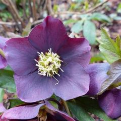 Helleborus orientalis 'Blue Lady'