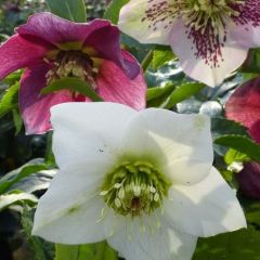 Helleborus orientalis gemengd