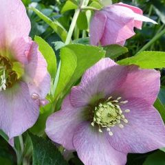 Helleborus orientalis 'Pink Lady'