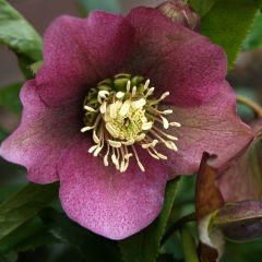 Helleborus orientalis 'Red Hybrids'