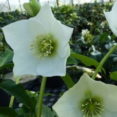 Helleborus orientalis 'White Lady'