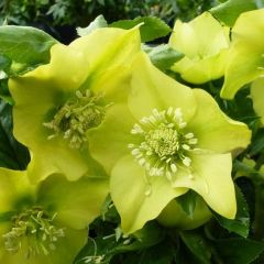 Helleborus orientalis 'Yellow Lady'