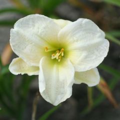 Hemerocallis ‘Arctic Snow’®