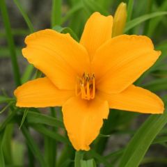 Hemerocallis ‘Aten’