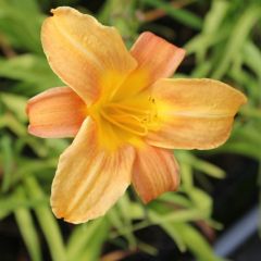 Hemerocallis ‘Baley Hay’