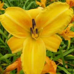 Hemerocallis ‘Chicago Sunrise’